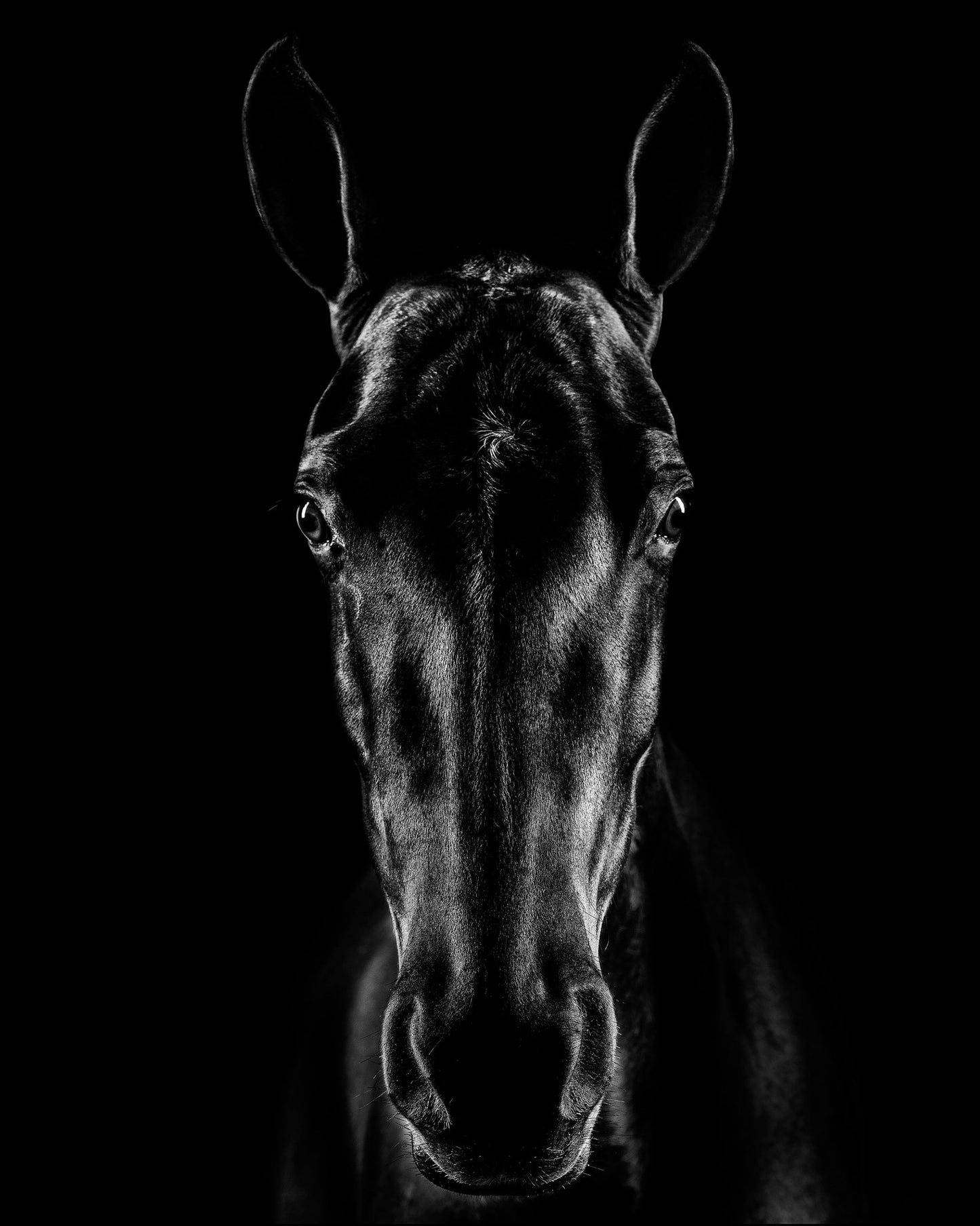 The Horse in Noir