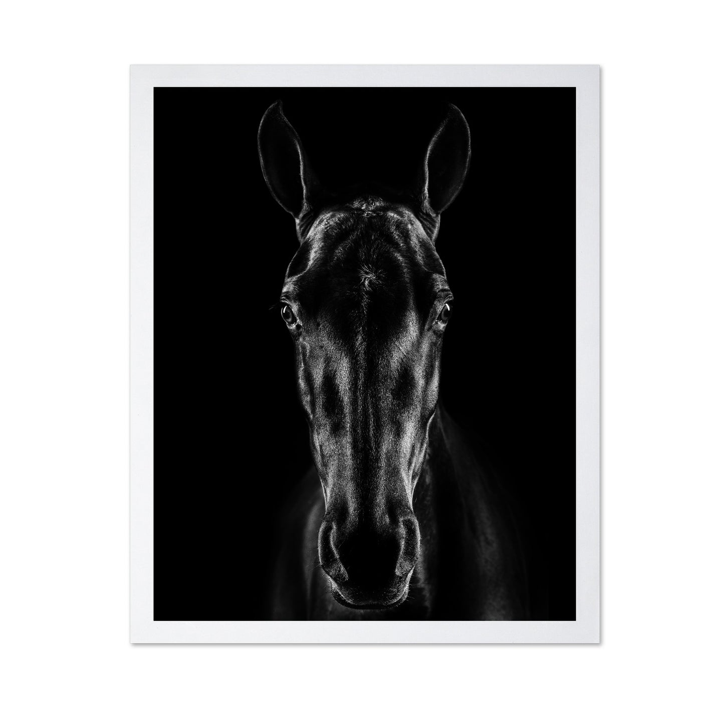 The Horse in Noir