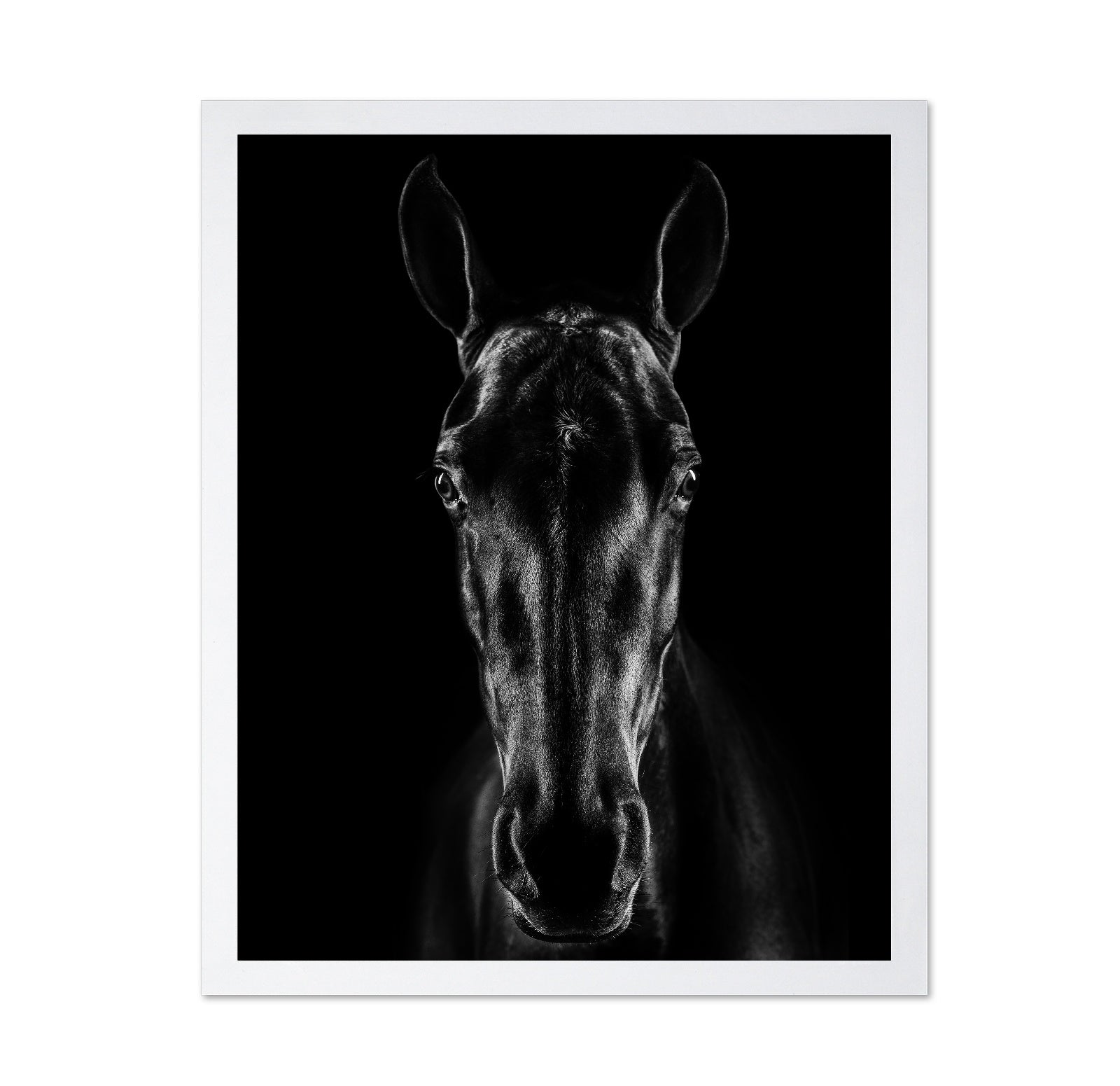 The Horse in Noir