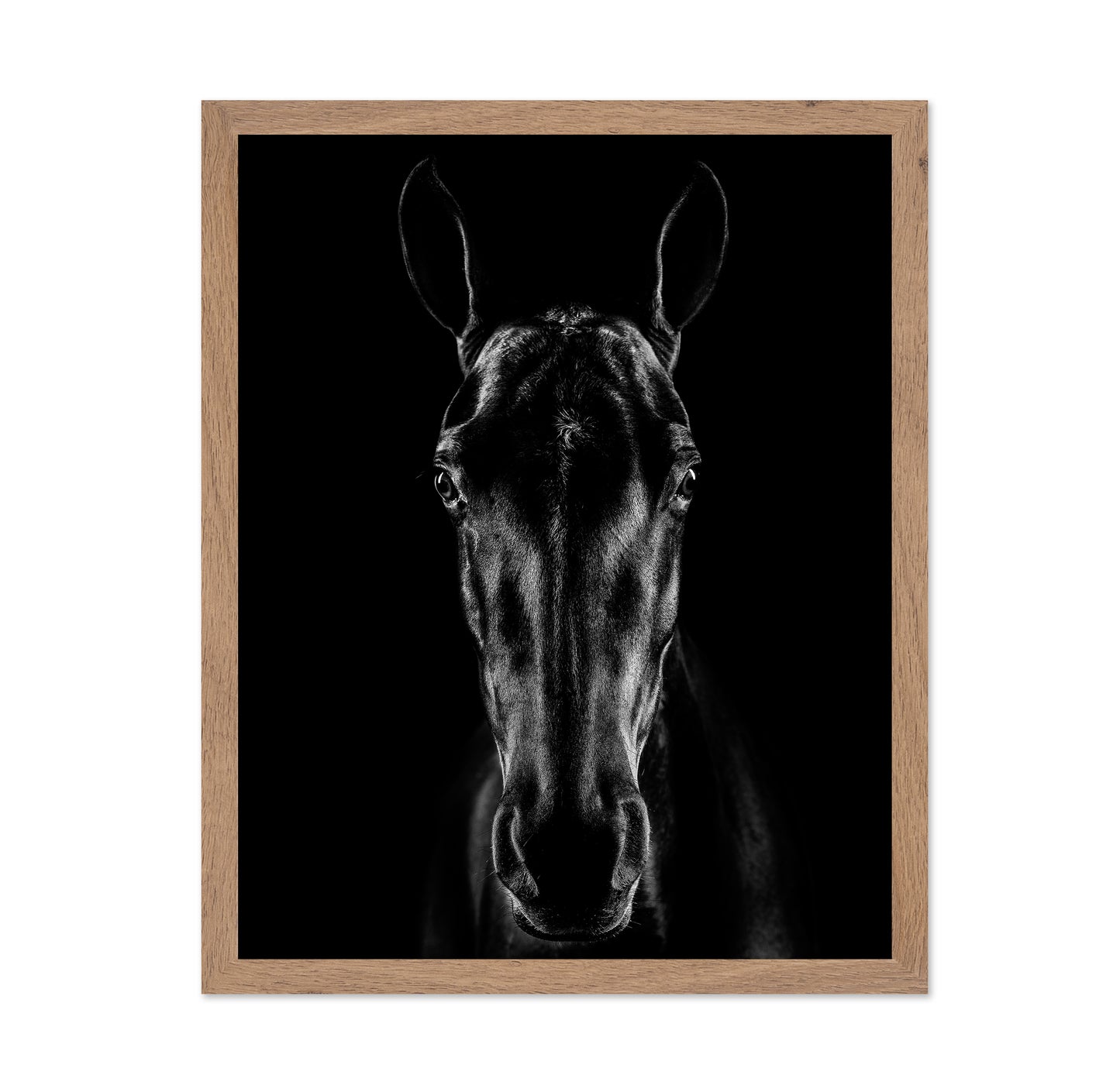The Horse in Noir