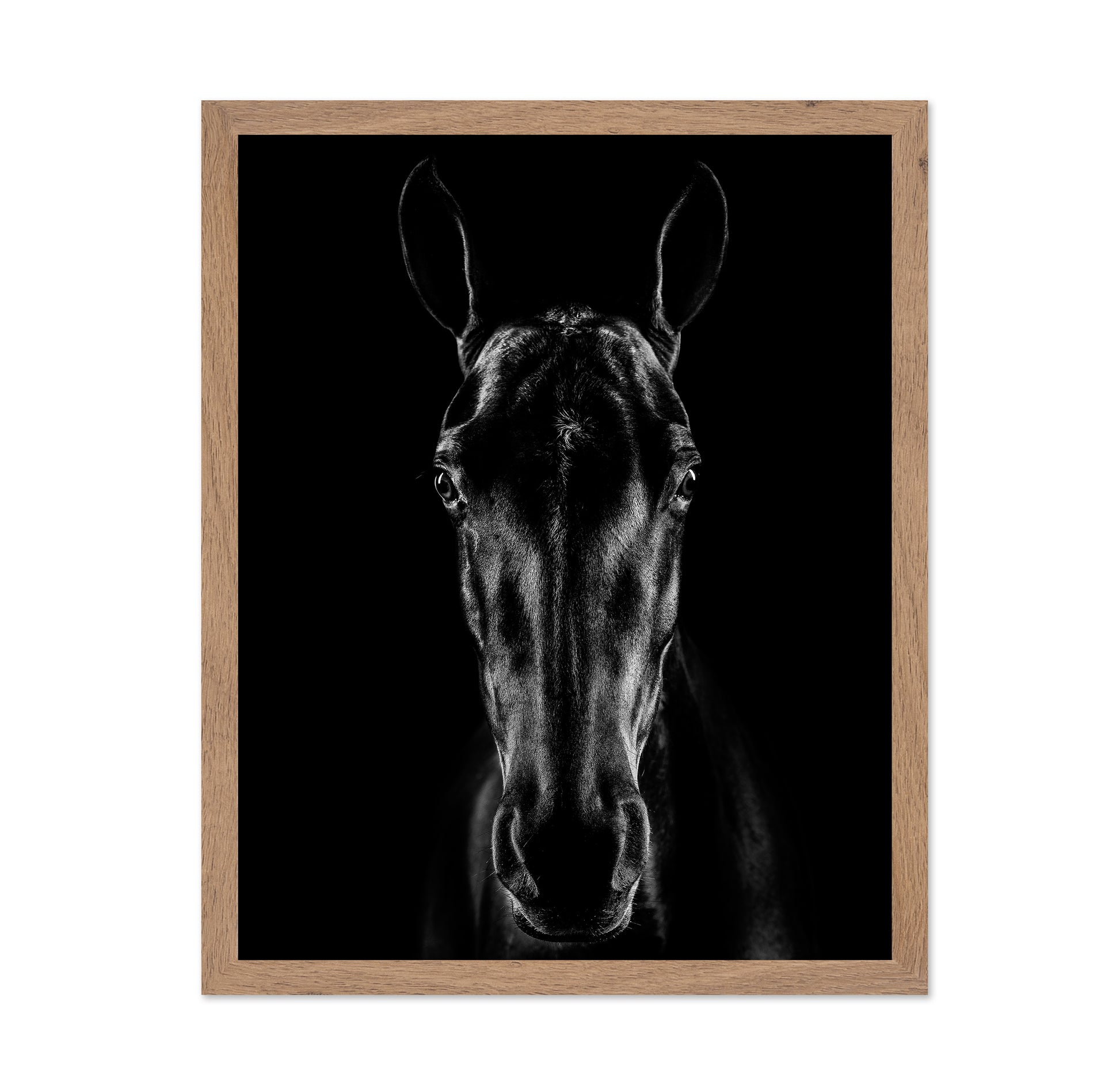 The Horse in Noir