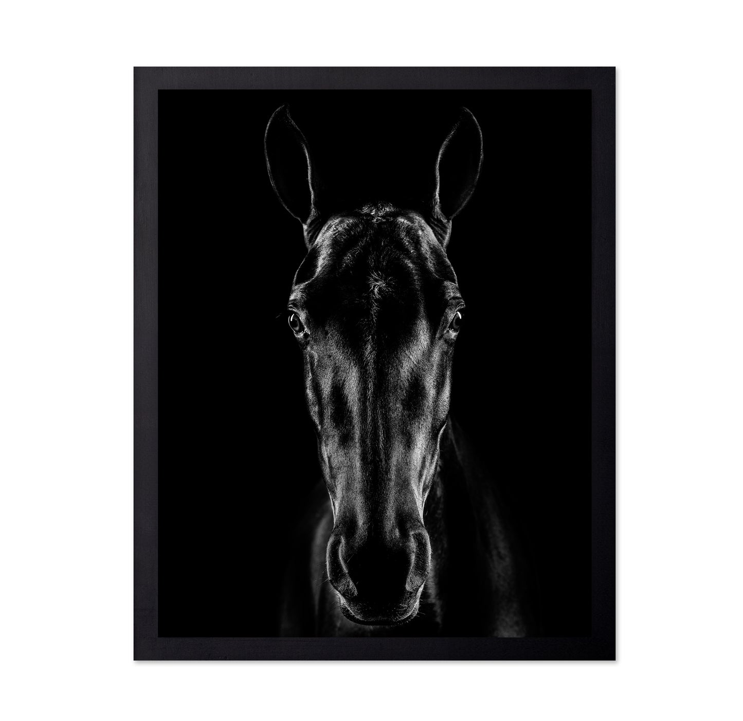 The Horse in Noir