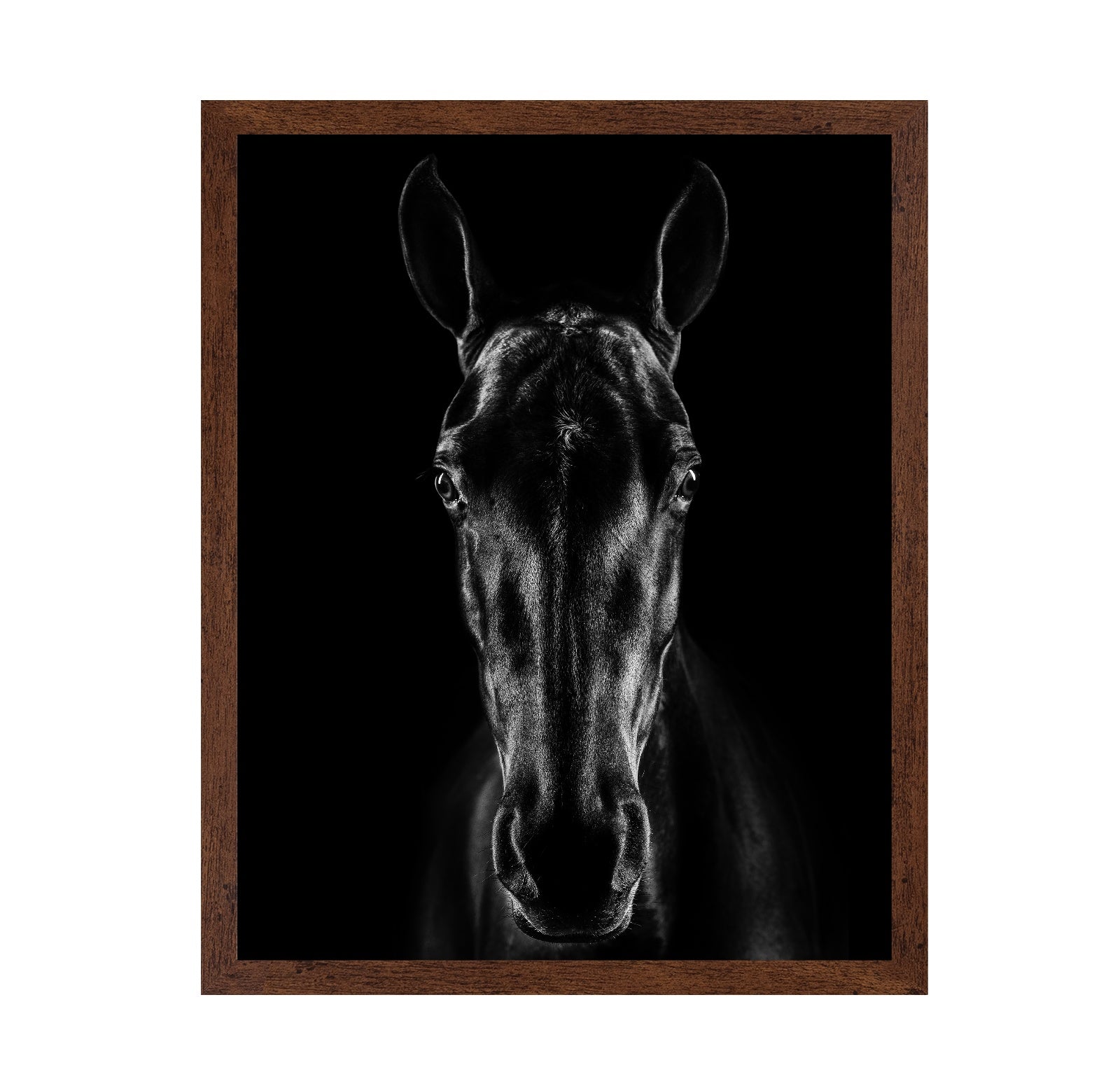 The Horse in Noir