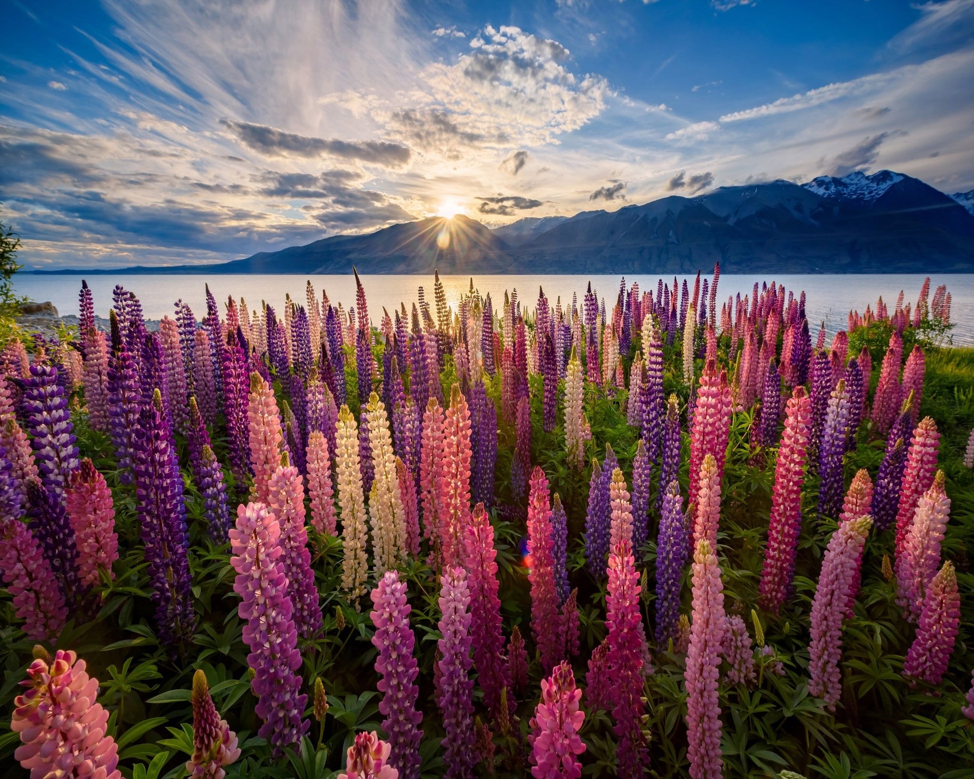 Lupines Lakeside