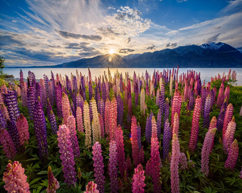 Lupines Lakeside