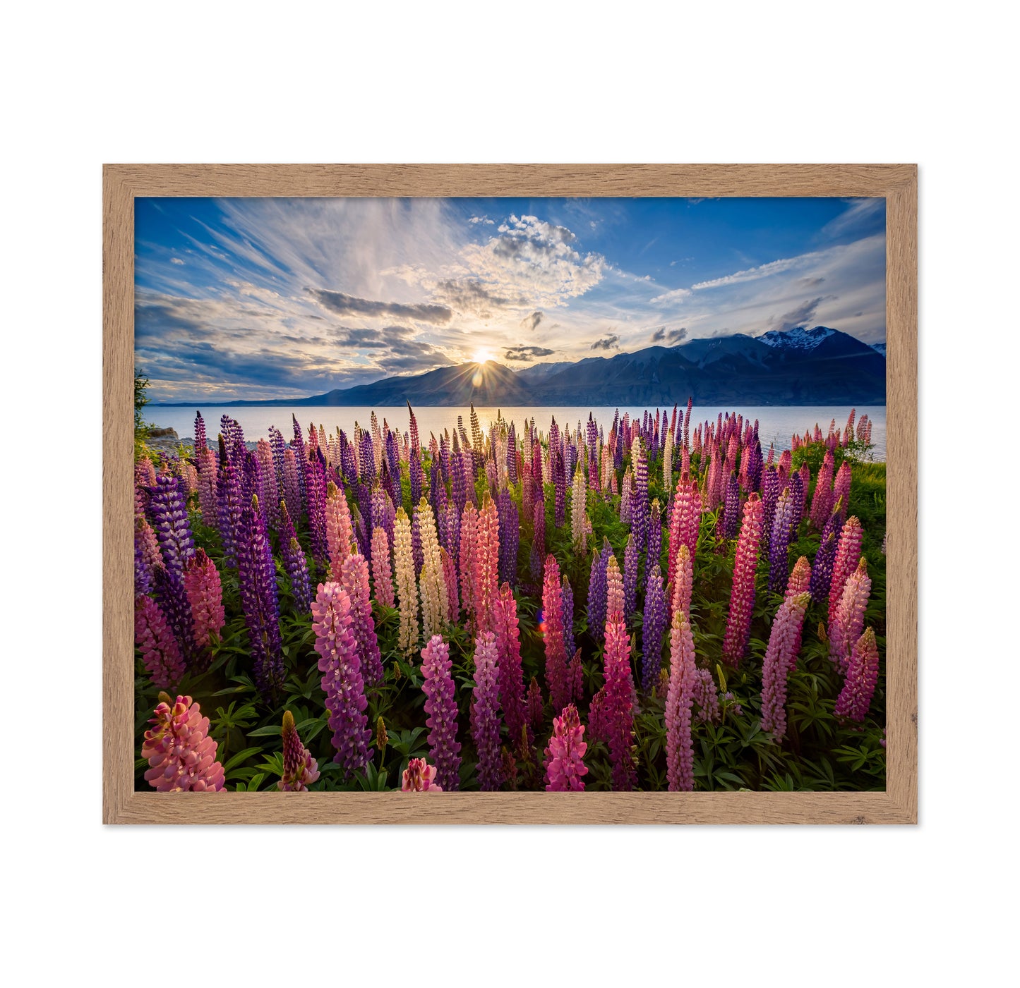 Lupines Lakeside