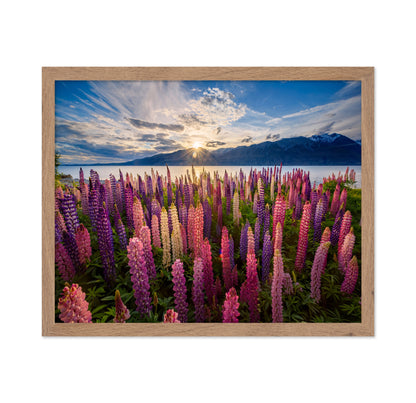Lupines Lakeside