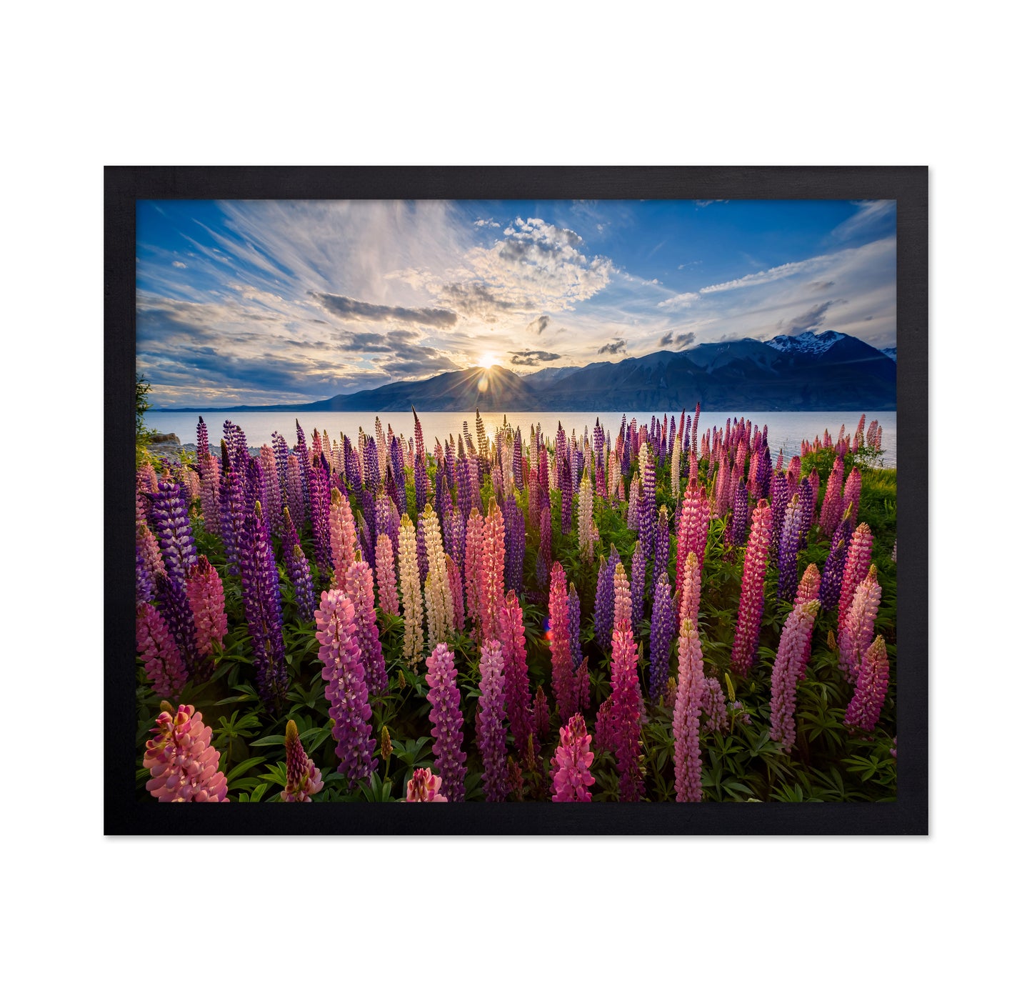 Lupines Lakeside