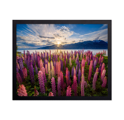 Lupines Lakeside