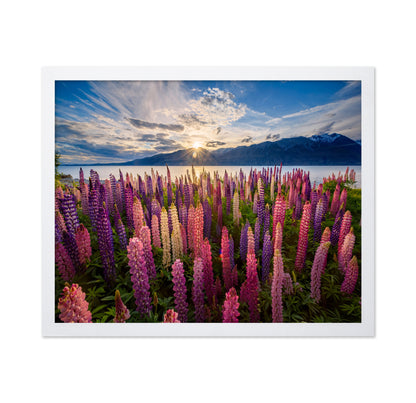 Lupines Lakeside