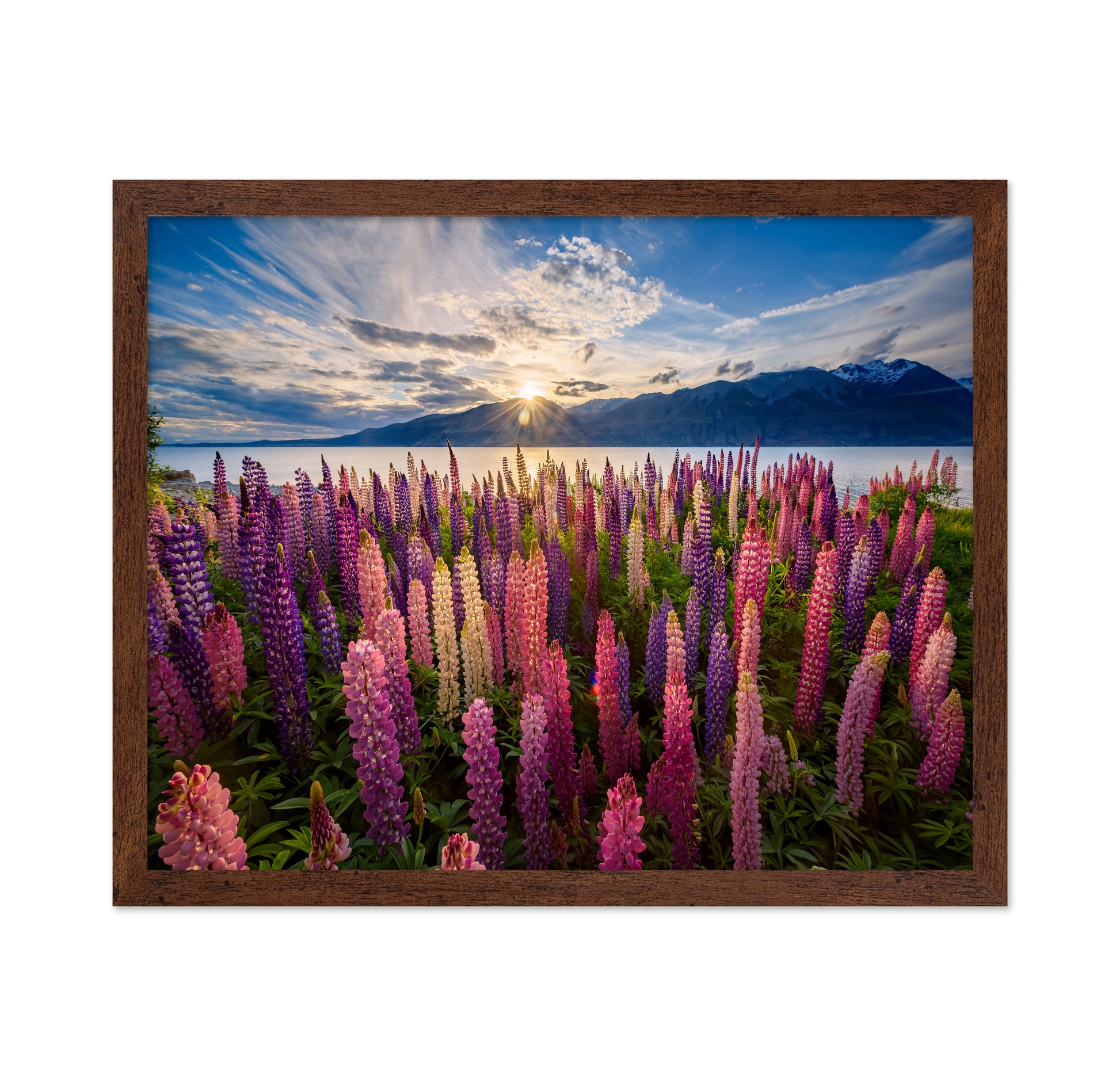 Lupines Lakeside