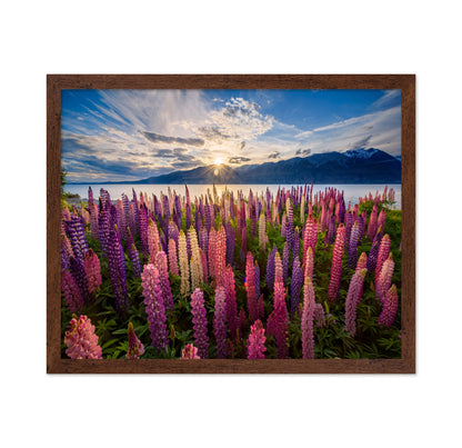 Lupines Lakeside