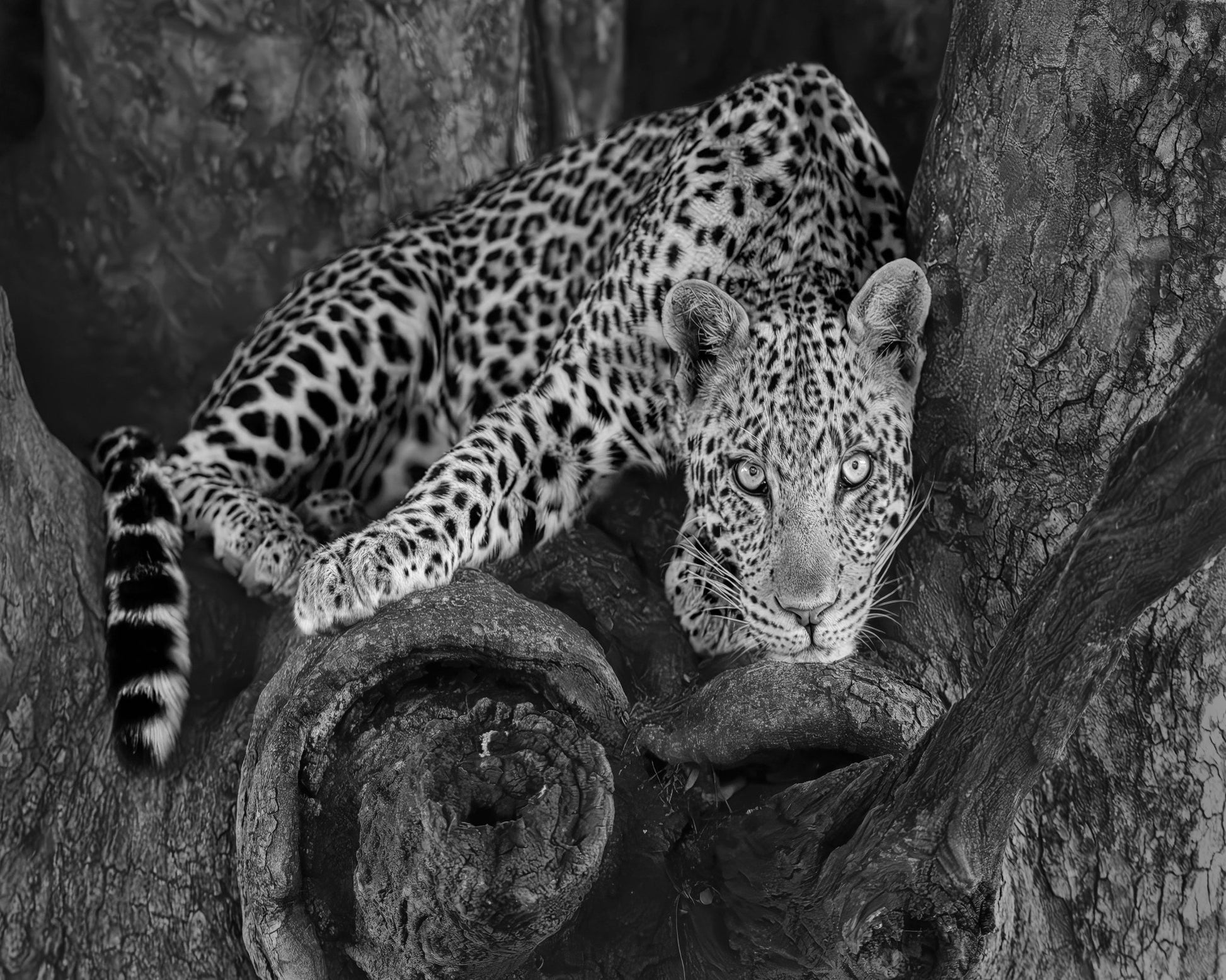 Leopard on A Tree