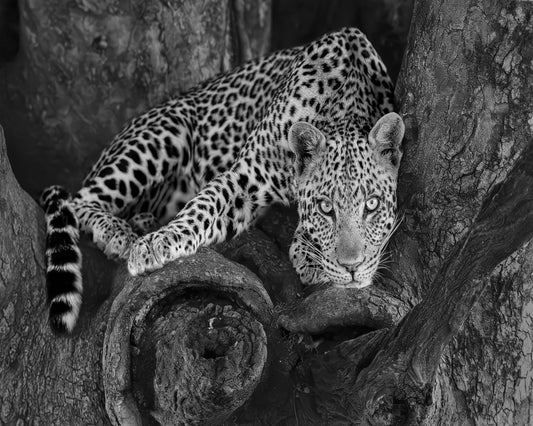 Leopard on A Tree