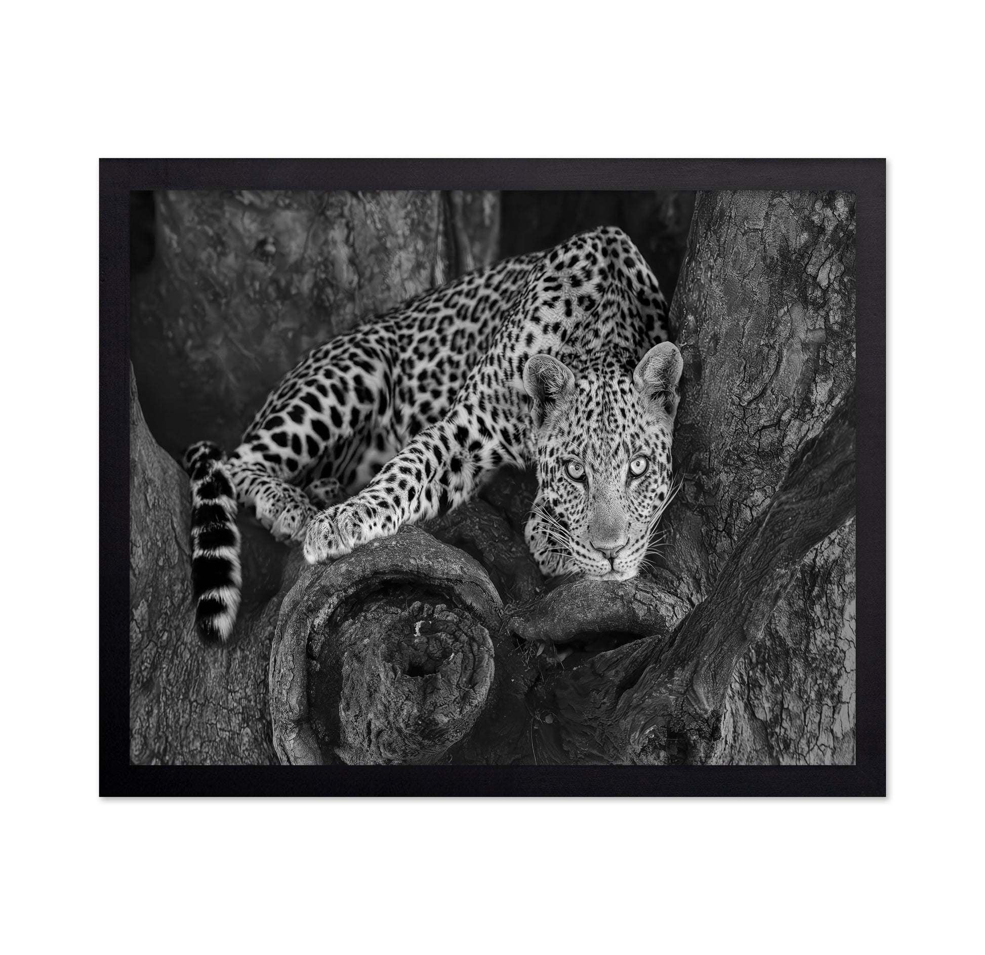 Leopard on A Tree