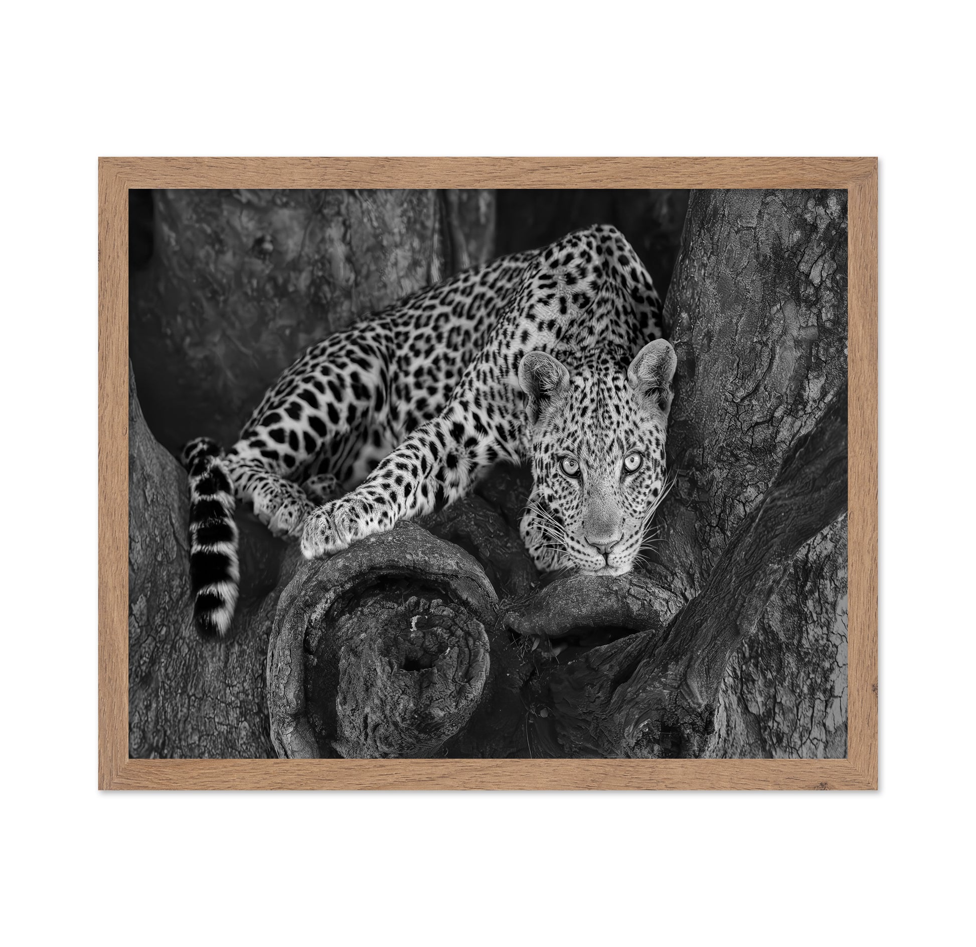 Leopard on A Tree