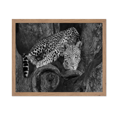 Leopard on A Tree