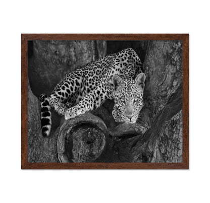 Leopard on A Tree