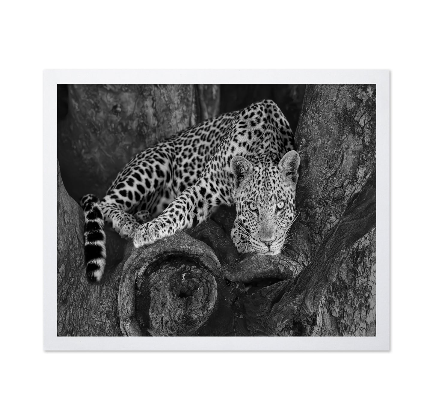 Leopard on A Tree