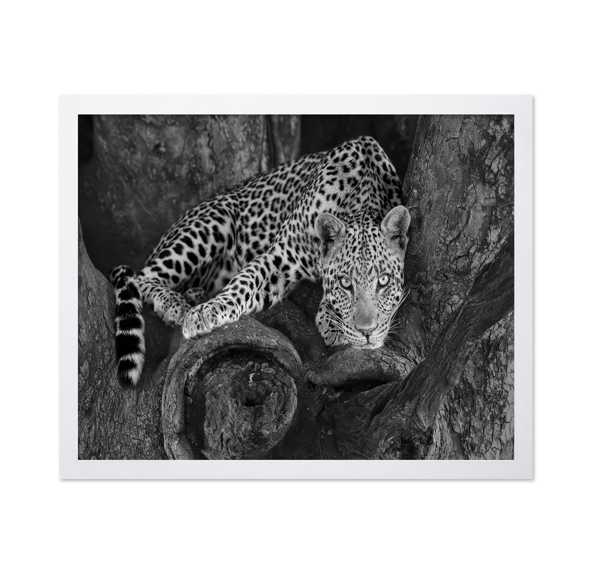 Leopard on A Tree