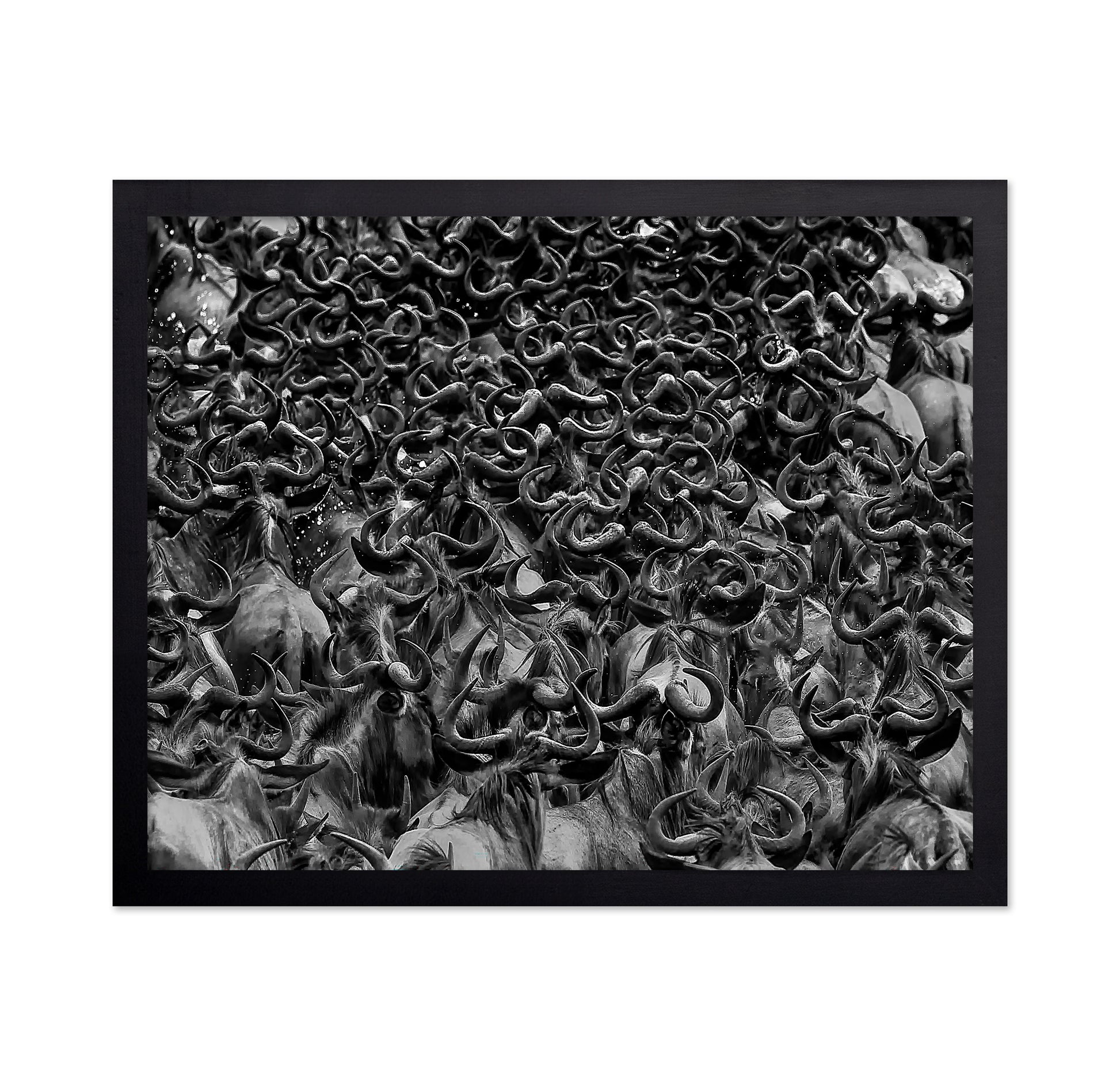 Wildebeest in Crossing