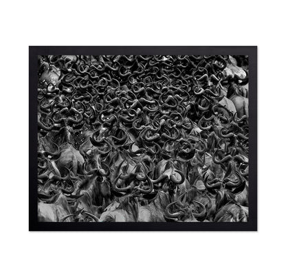 Wildebeest in Crossing