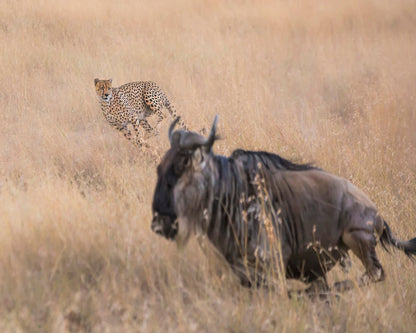 Cheetah Hunting