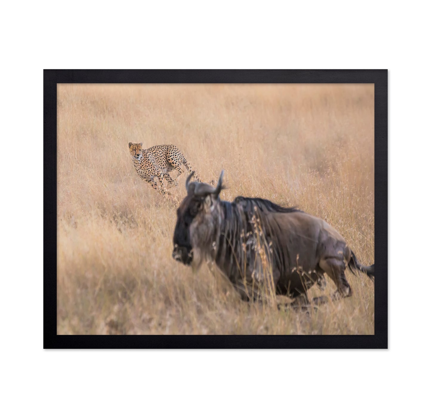 Cheetah Hunting