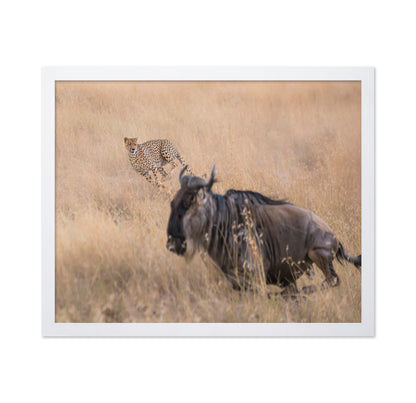 Cheetah Hunting