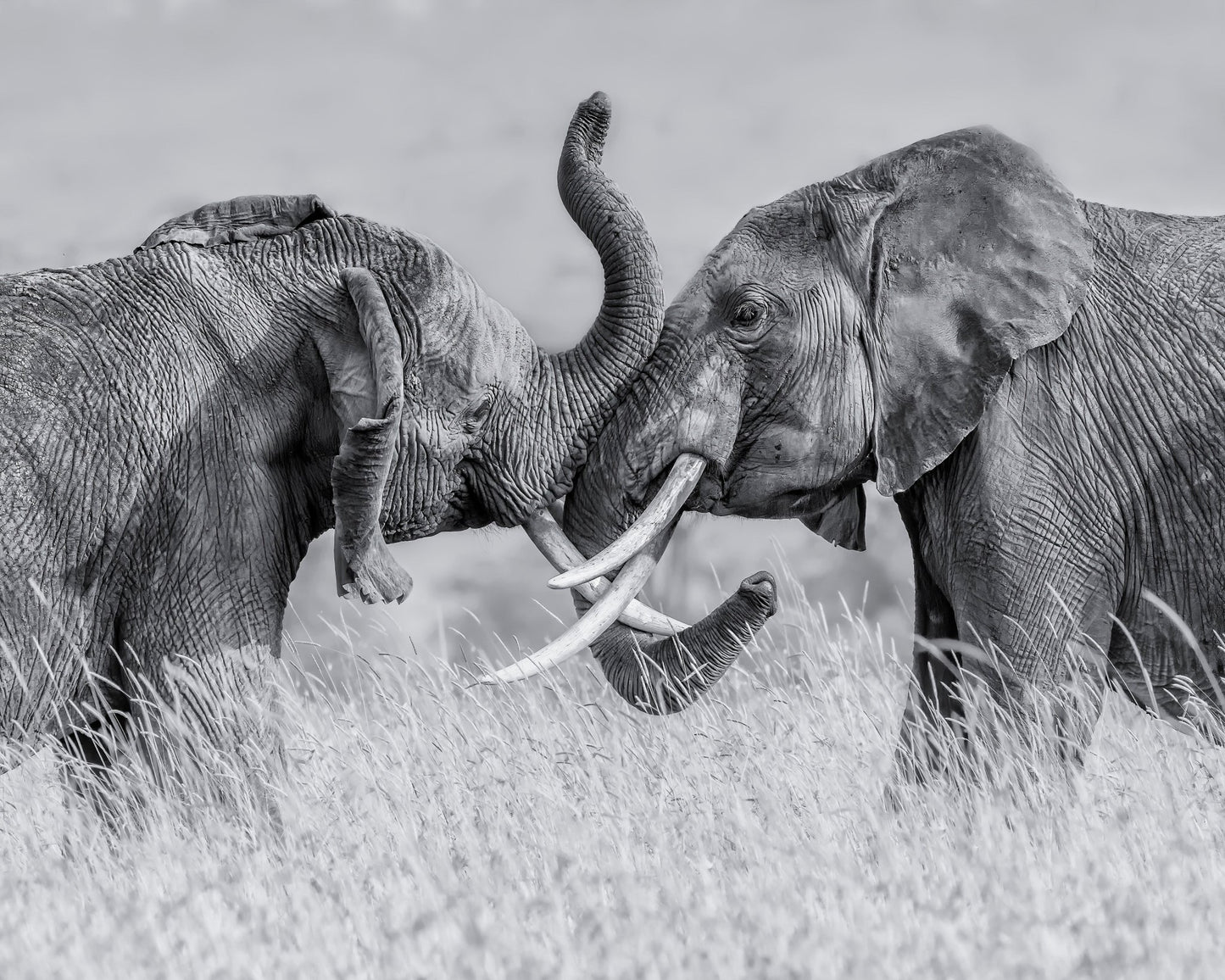 Elephant Tai Chi