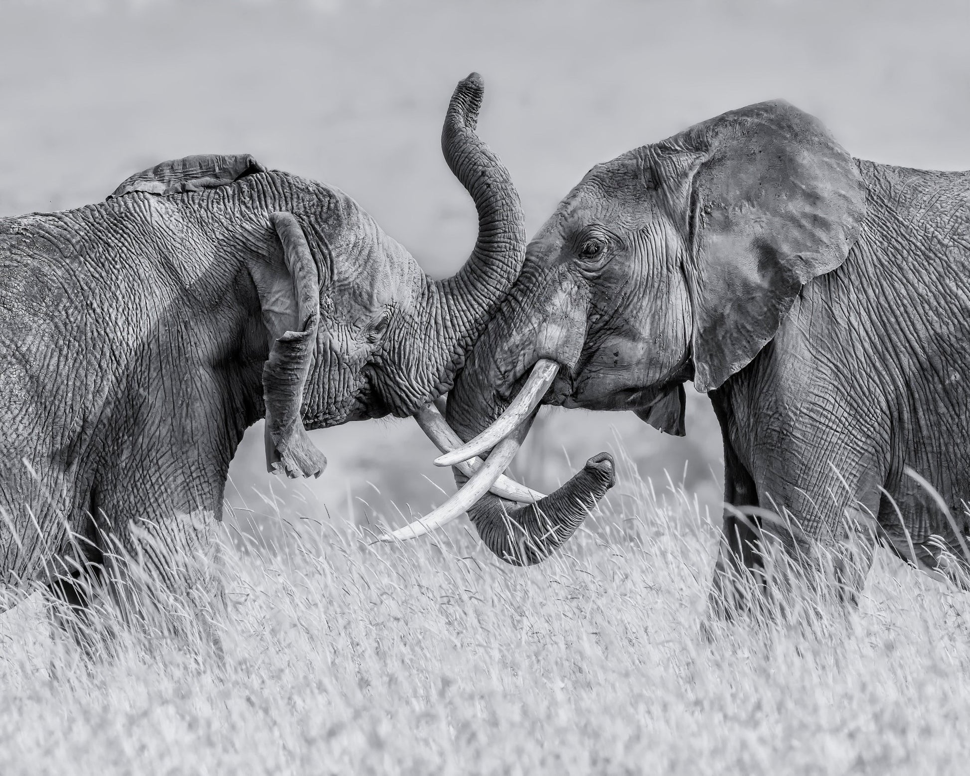 Elephant Tai Chi
