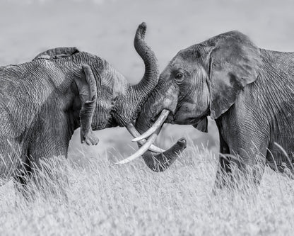Elephant Tai Chi