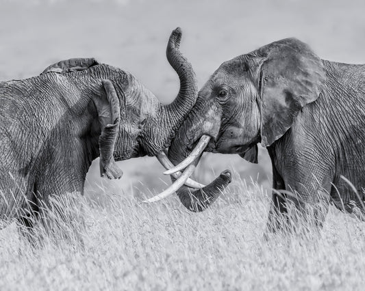 Elephant Tai Chi