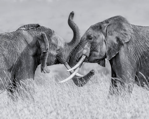 Elephant Tai Chi