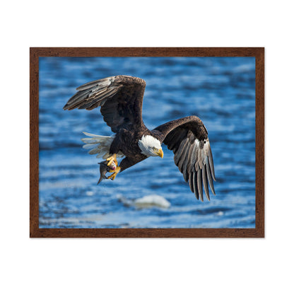 Bald Eagle Catching Fish