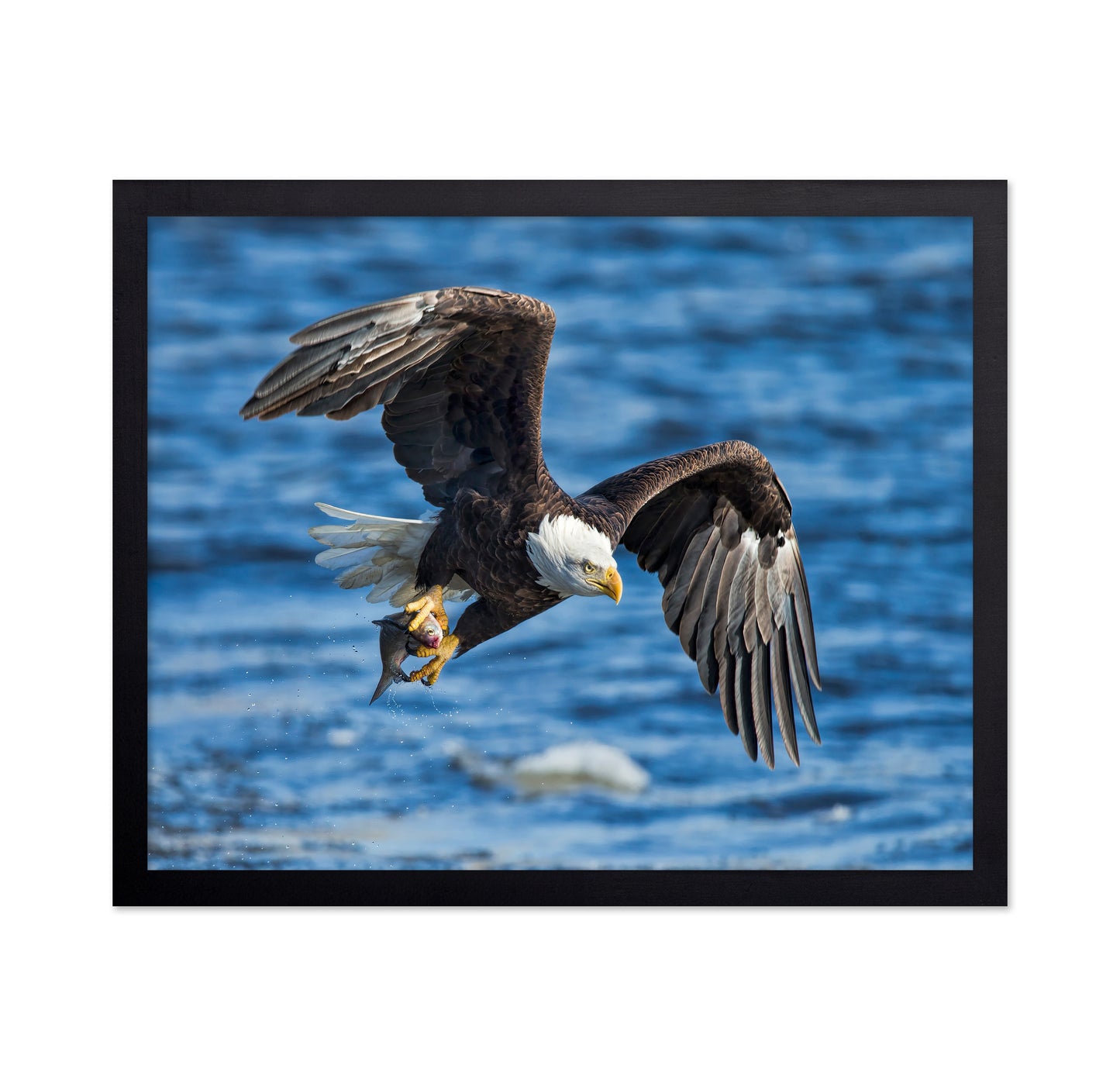 Bald Eagle Catching Fish