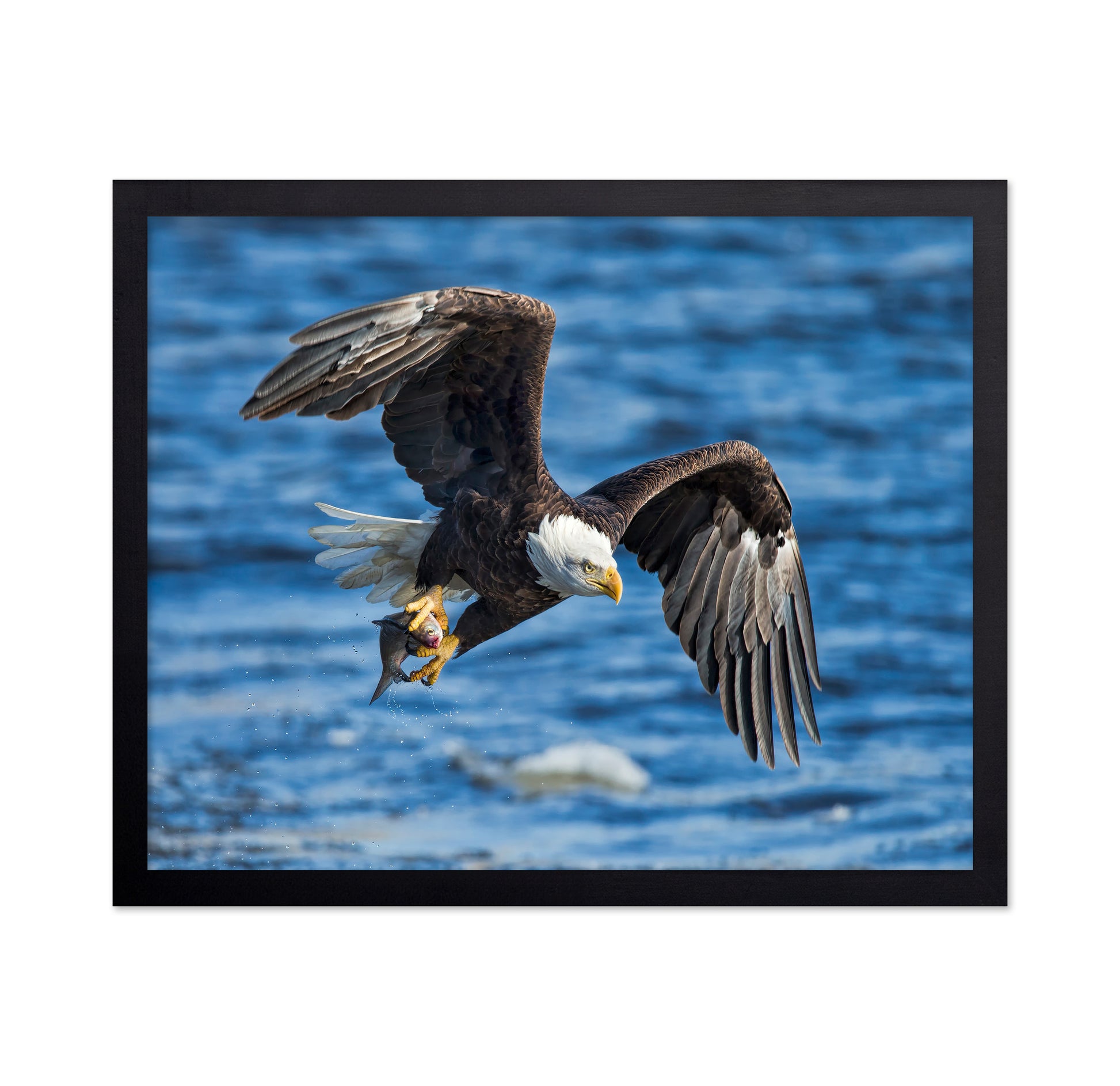 Bald Eagle Catching Fish