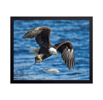 Bald Eagle Catching Fish