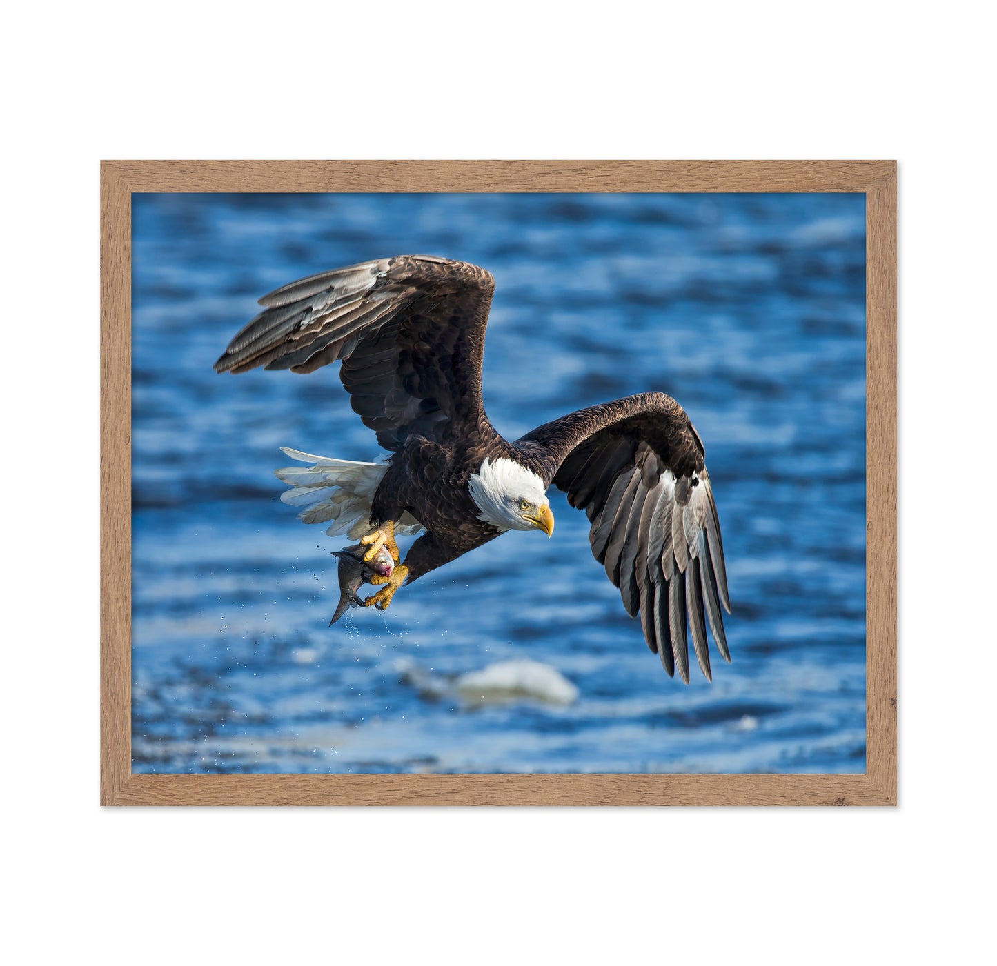 Bald Eagle Catching Fish
