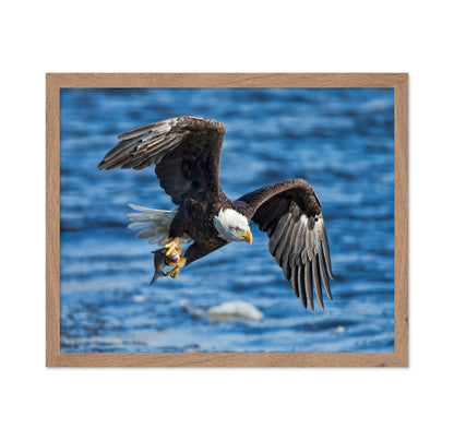 Bald Eagle Catching Fish