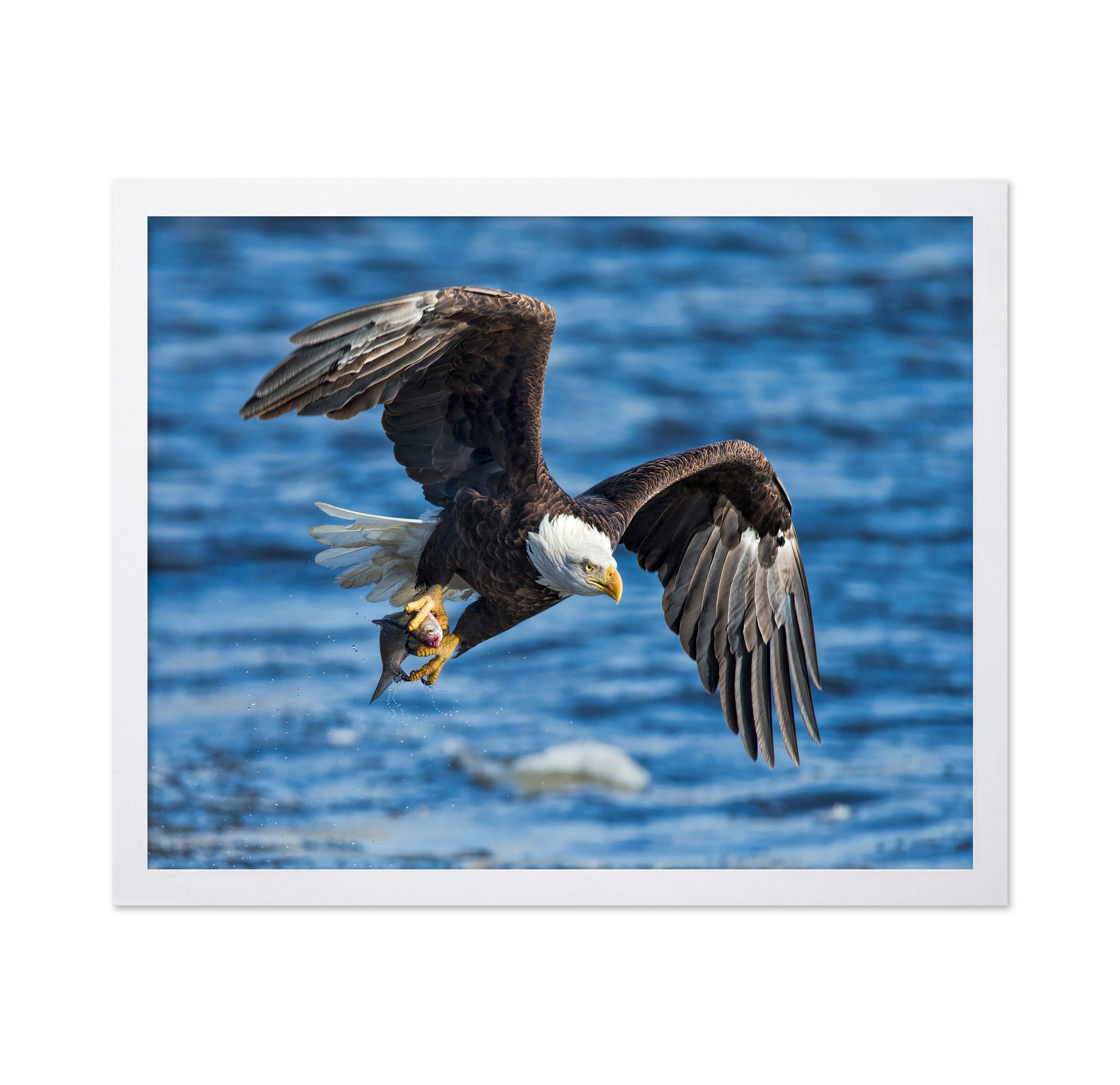 Bald Eagle Catching Fish
