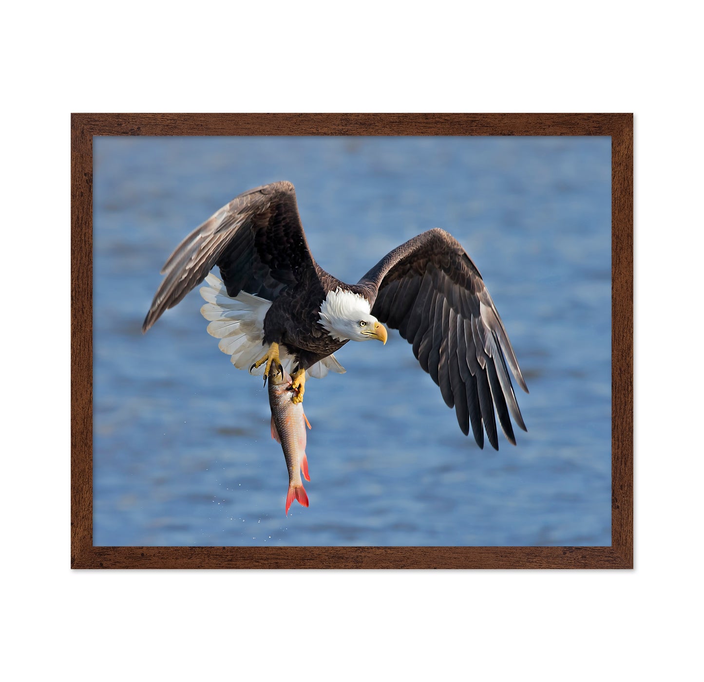 Bald Eagle Catching a Big Fish