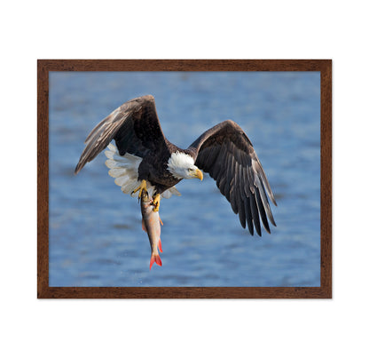 Bald Eagle Catching a Big Fish