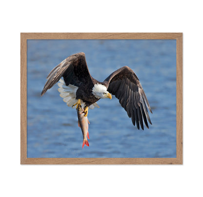 Bald Eagle Catching a Big Fish