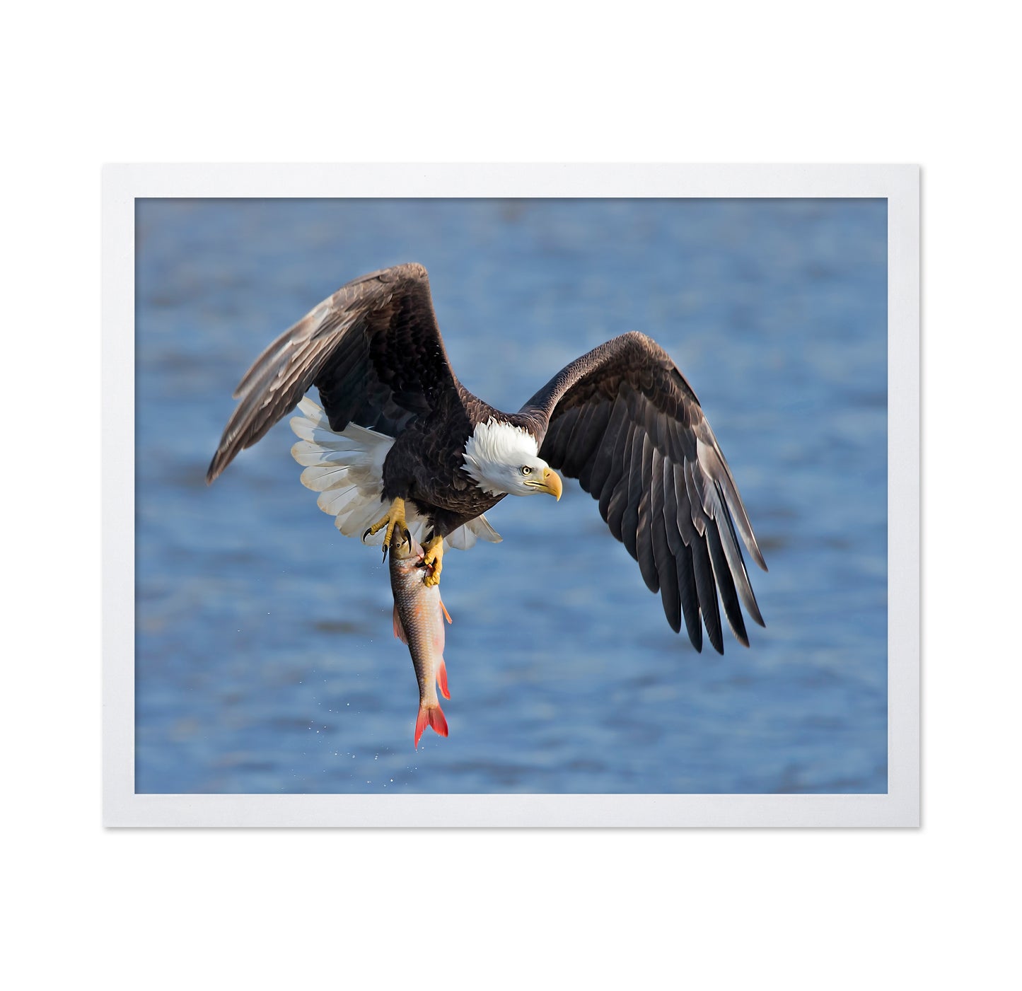 Bald Eagle Catching a Big Fish