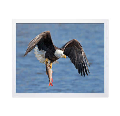 Bald Eagle Catching a Big Fish