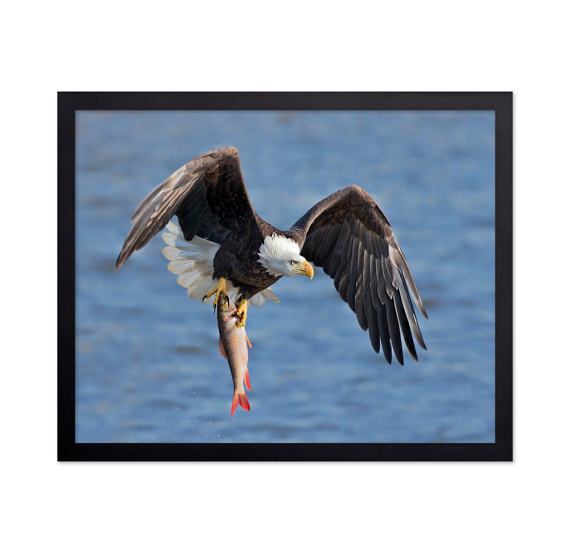 Bald Eagle Catching a Big Fish