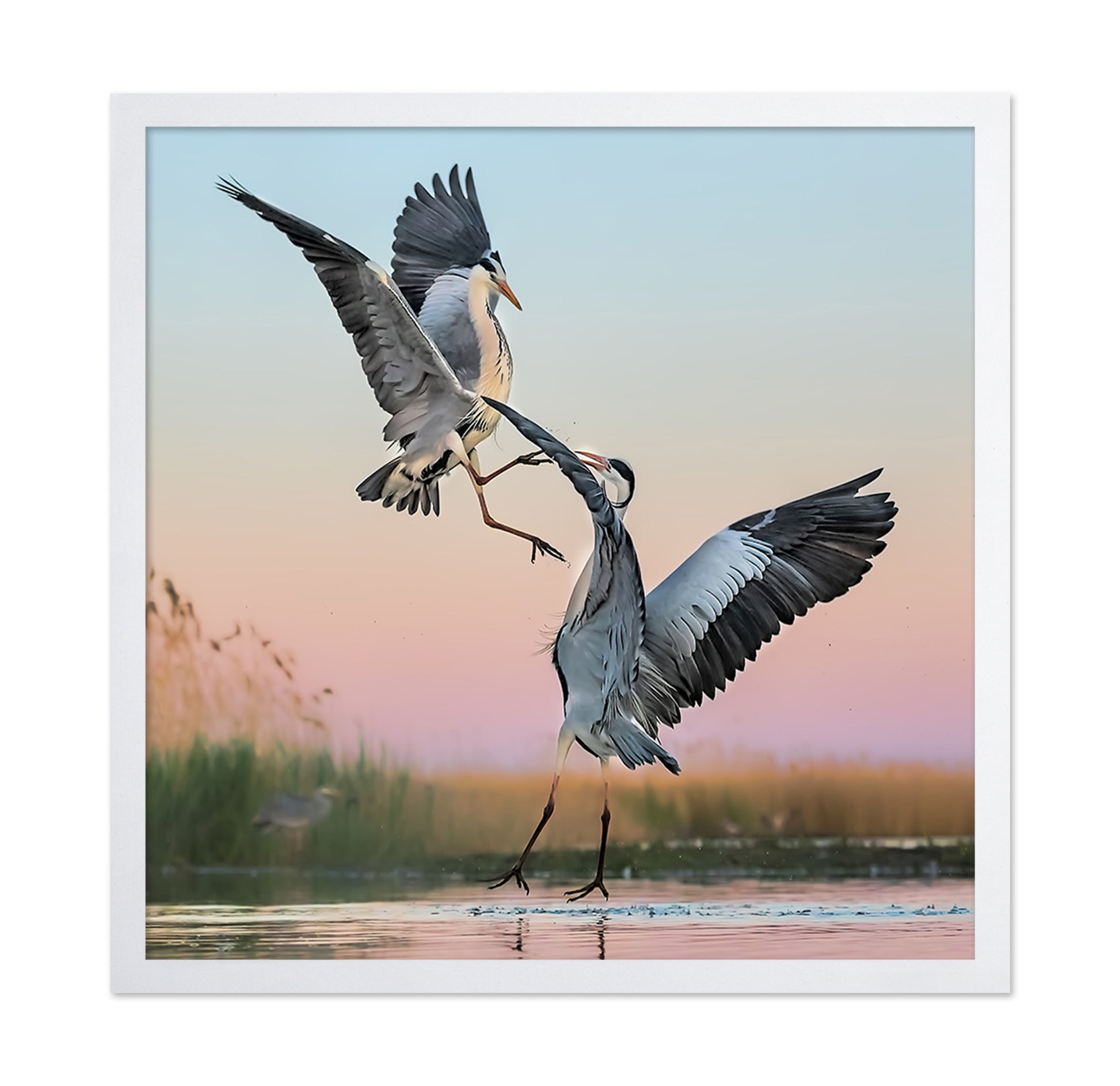 Two Great Blue Herons Fighting