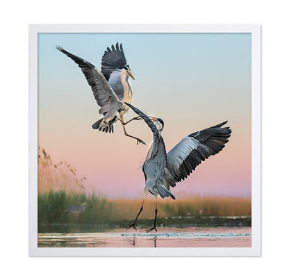 Two Great Blue Herons Fighting