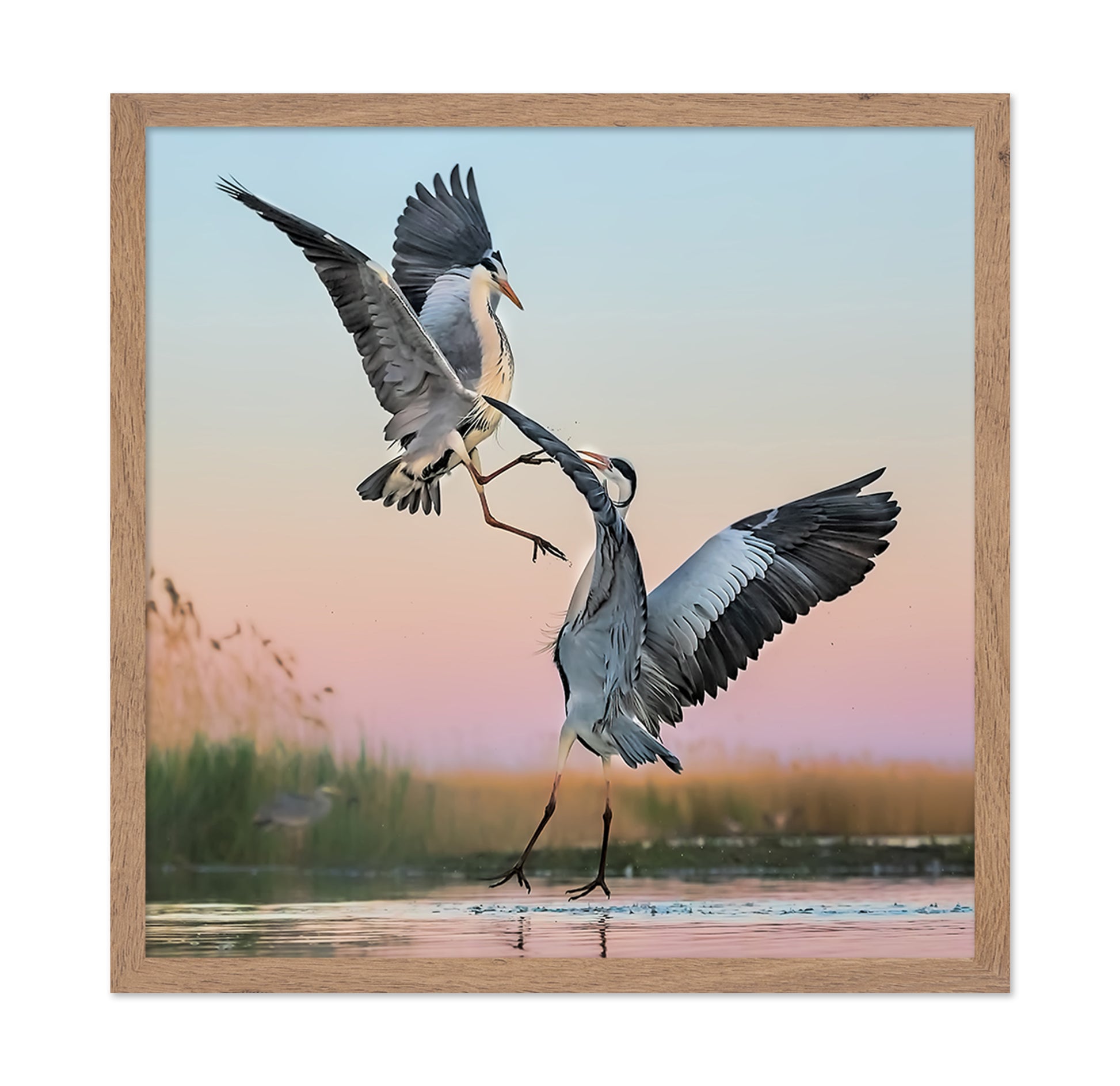 Two Great Blue Herons Fighting